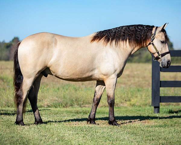 buckskin-small-star-horse