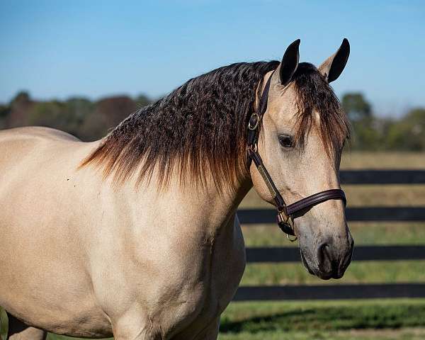 buckskin-friesian-gelding