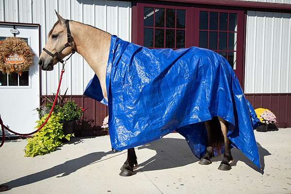 buckskin-all-around-horse