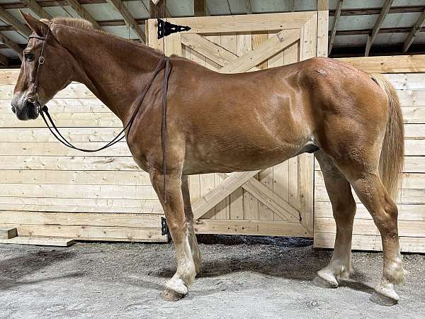 pleasure-trail-draft-horse