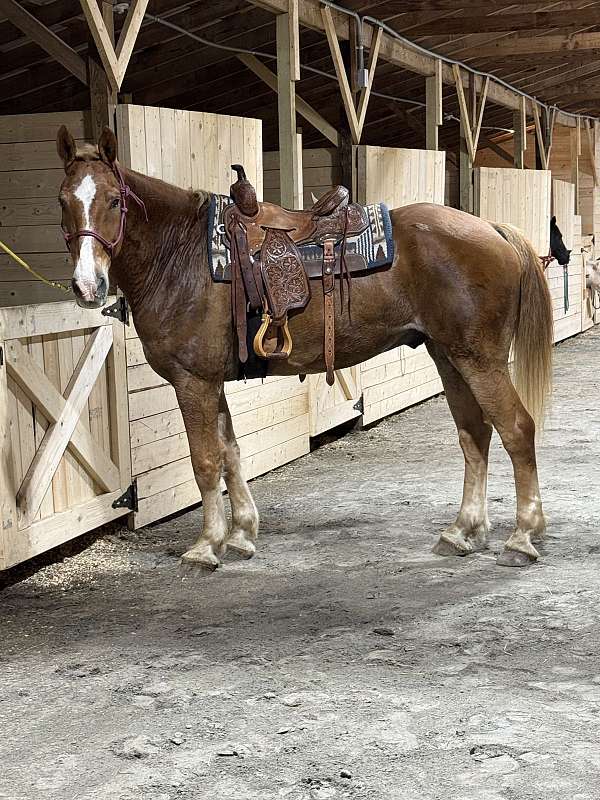 all-around-draft-horse