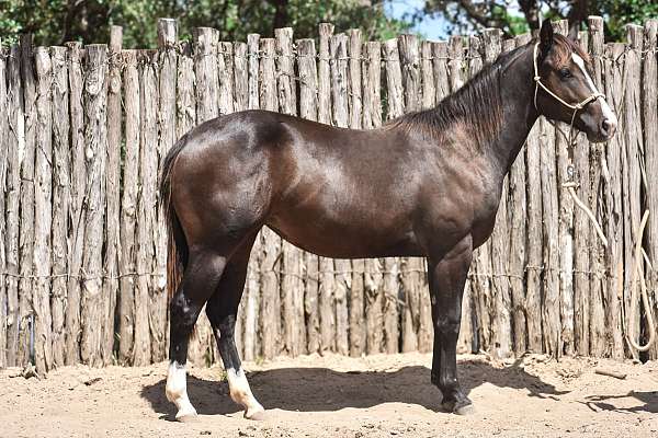 ruby-buckle-filly
