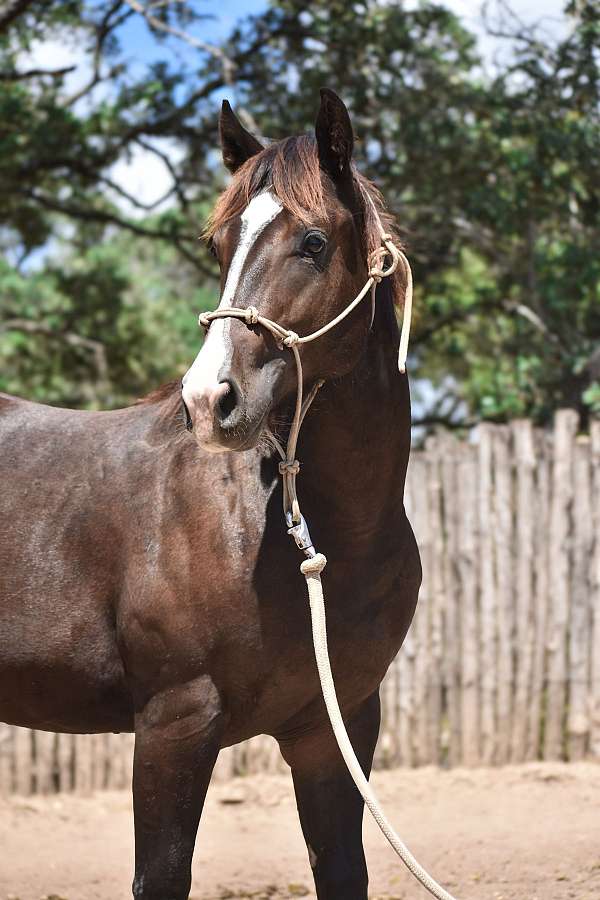 barrel-horse-quarter