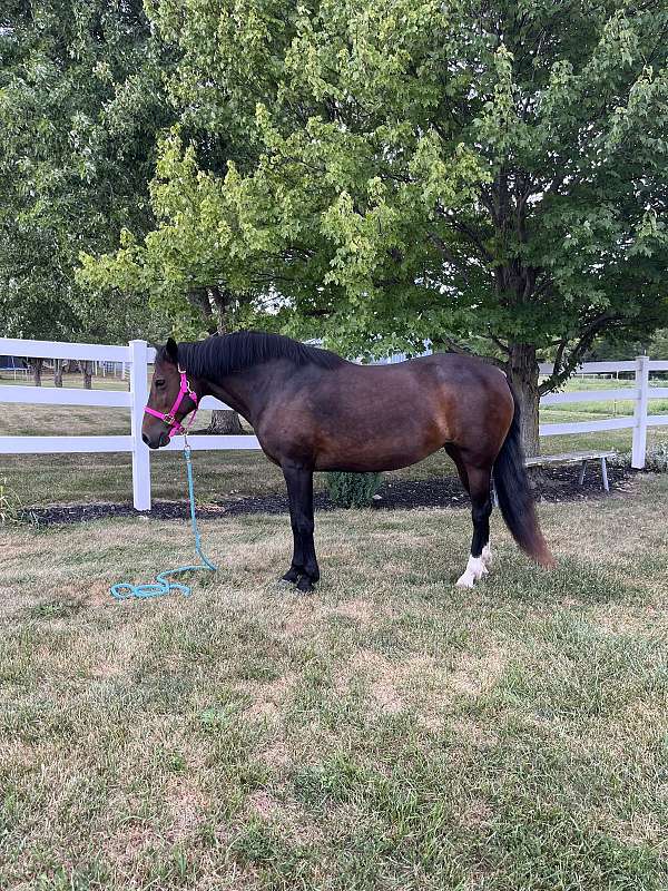 trail-riding-mustang-pony