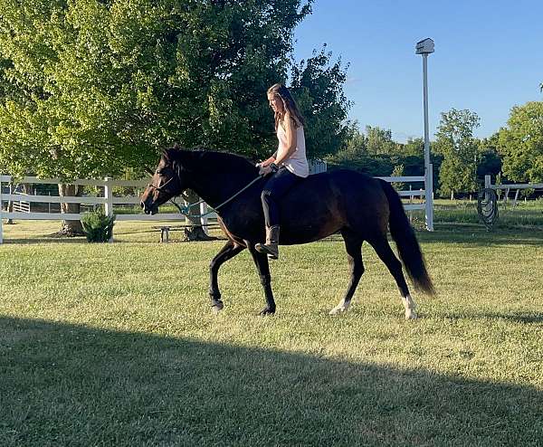 bay-mustang-mare