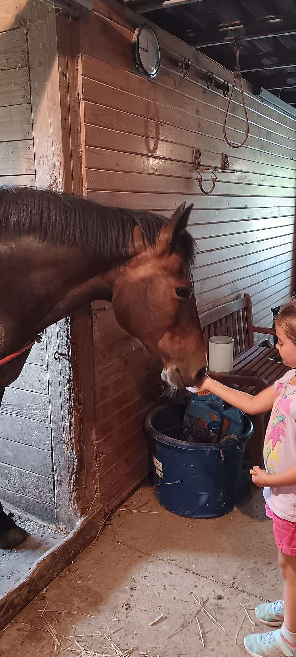 bay-trail-riding-pony