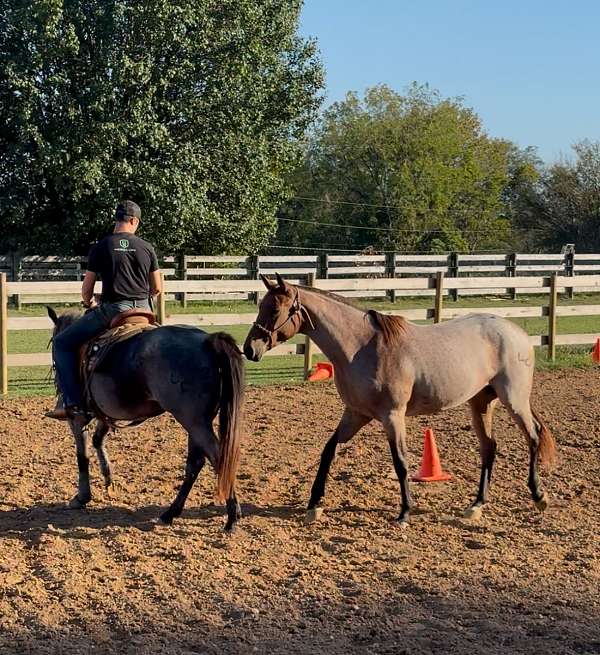 bay-aqha-arha-stallion