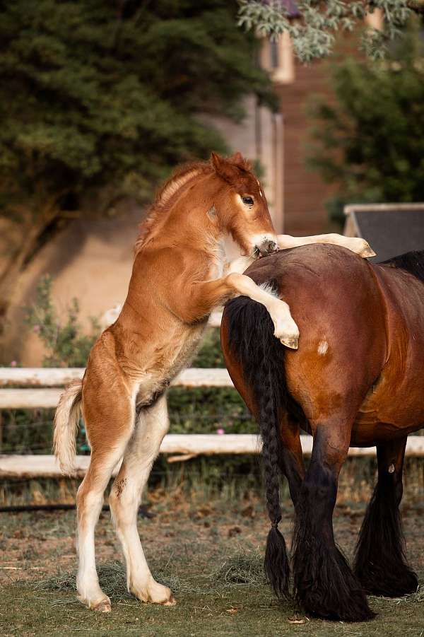 sorrel-gypsy-vanner-colt