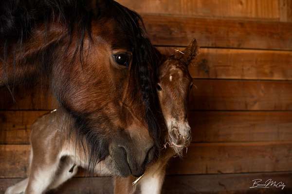 gypsy-vanner-filly-colt