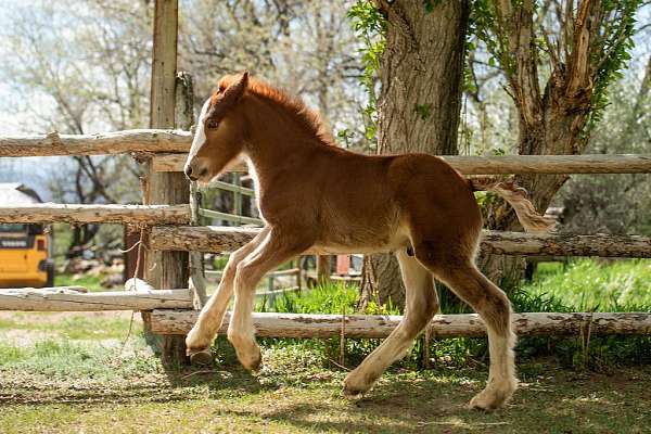 balanced-gypsy-vanner-horse