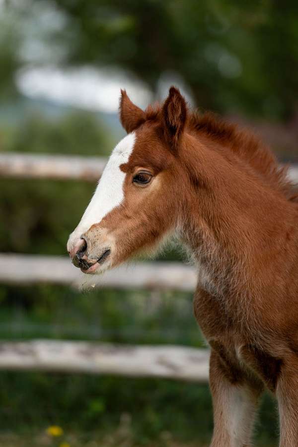 fame-gypsy-vanner-horse