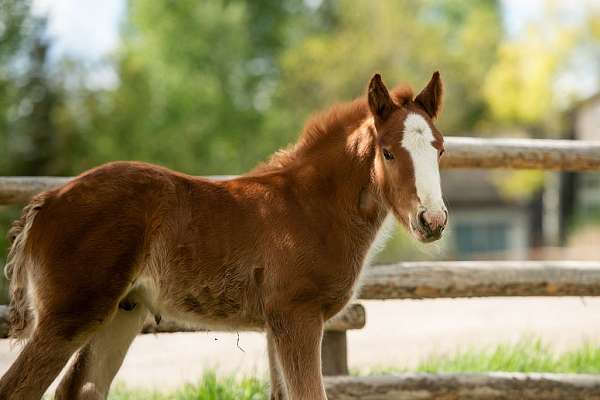 day-gypsy-vanner-horse