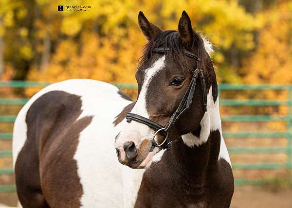 all-around-paint-horse