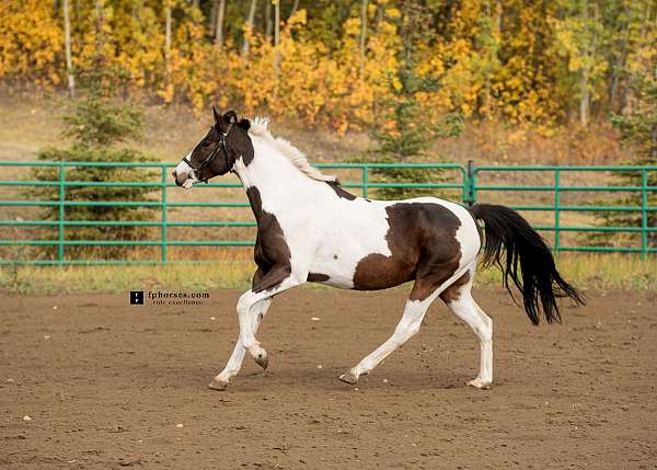 driving-paint-horse