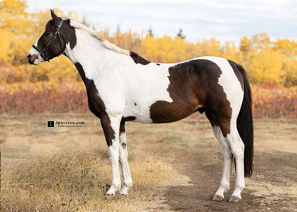 english-pleasure-paint-horse