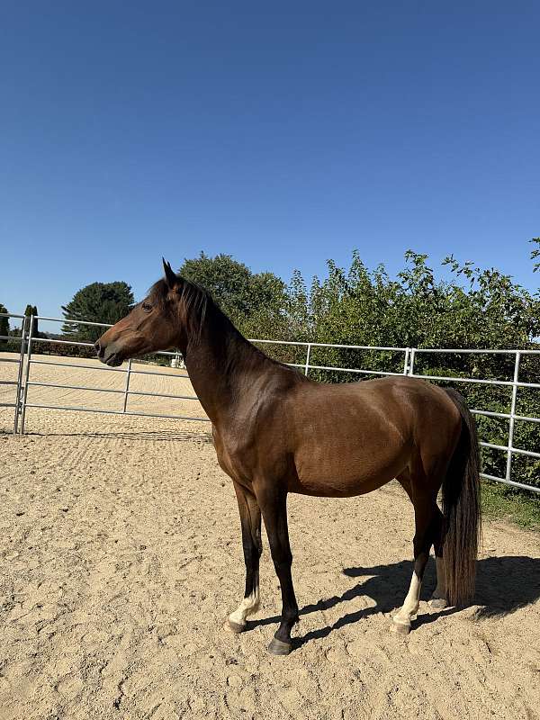 morgan-horse-for-sale