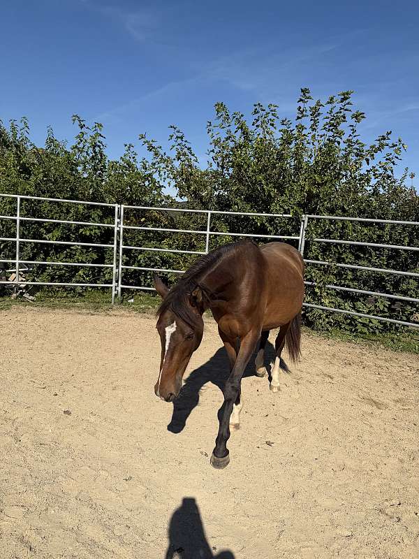 morgan-horse