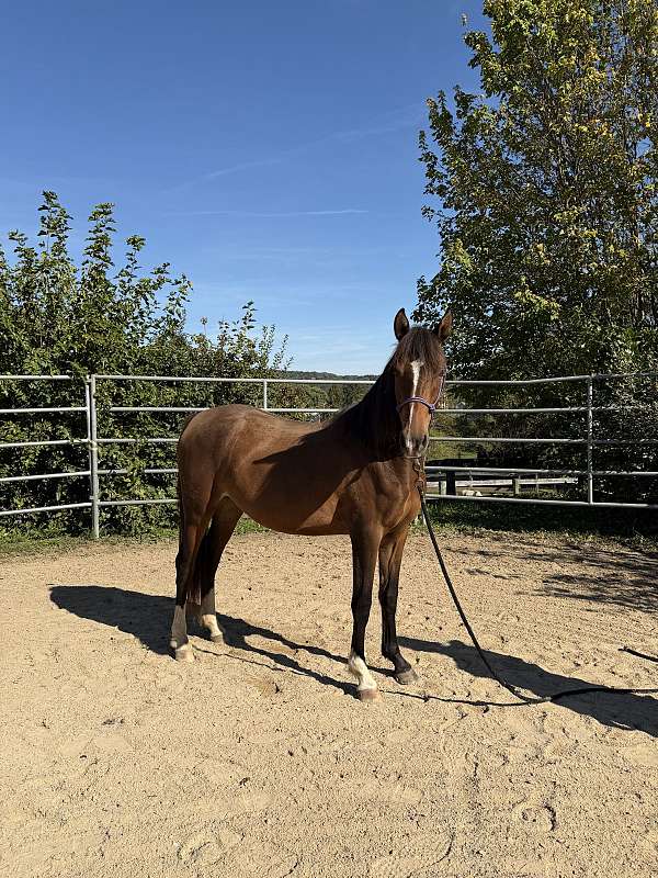 buy-morgan-horse