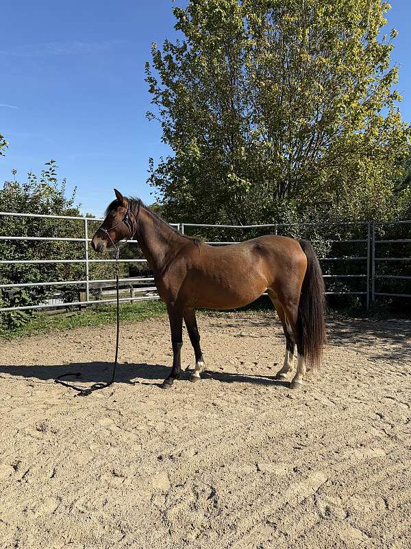 learn-morgan-horse