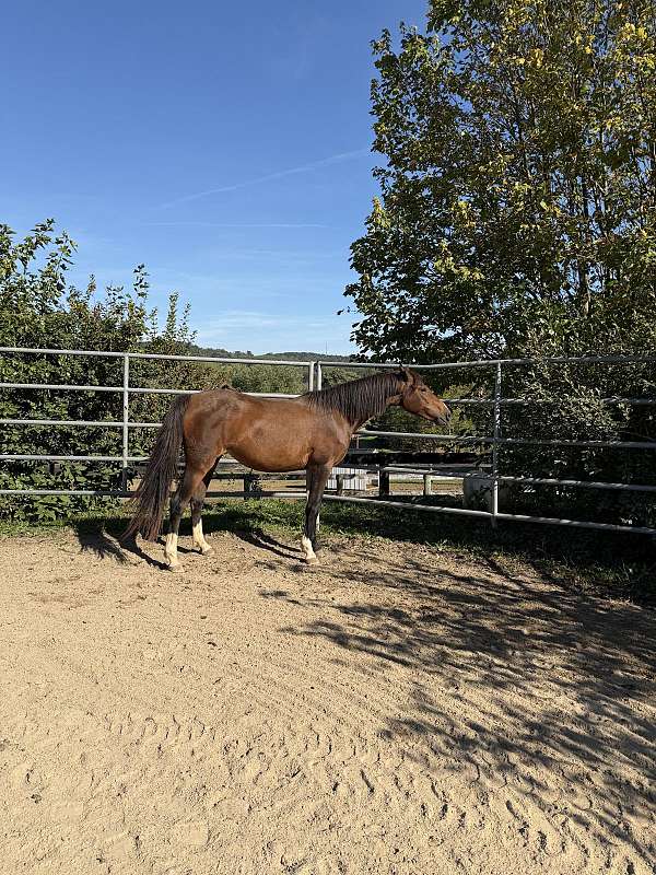 light-morgan-horse
