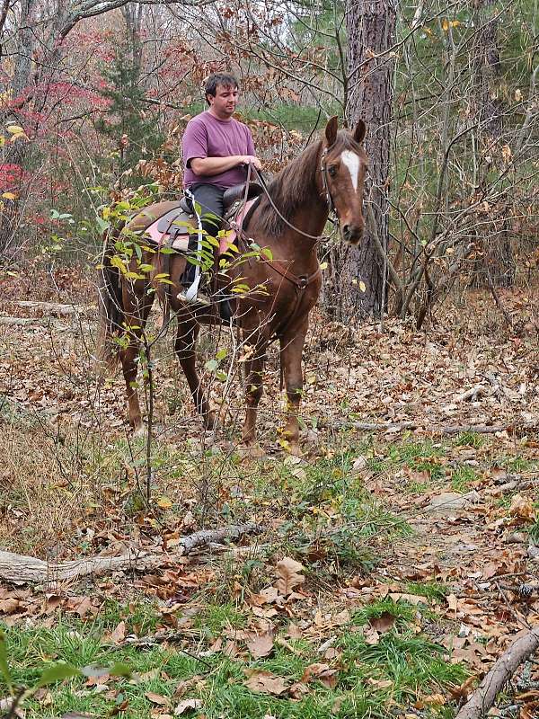 mare-tennessee-walking-horse