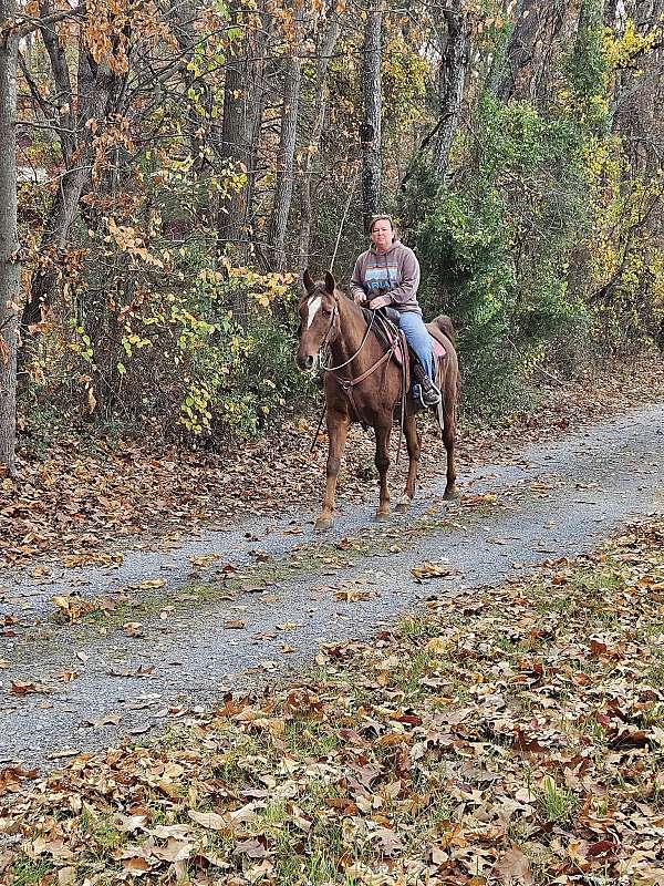 gaited-tennessee-walking-horse