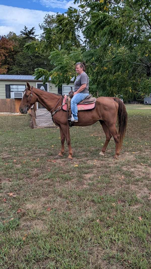 trail-horse-tennessee-walking