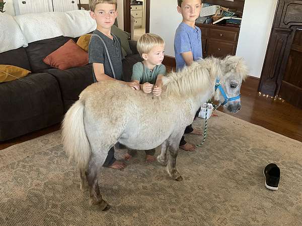 petting-miniature-horse