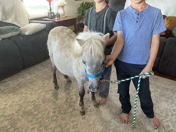 petting-horse