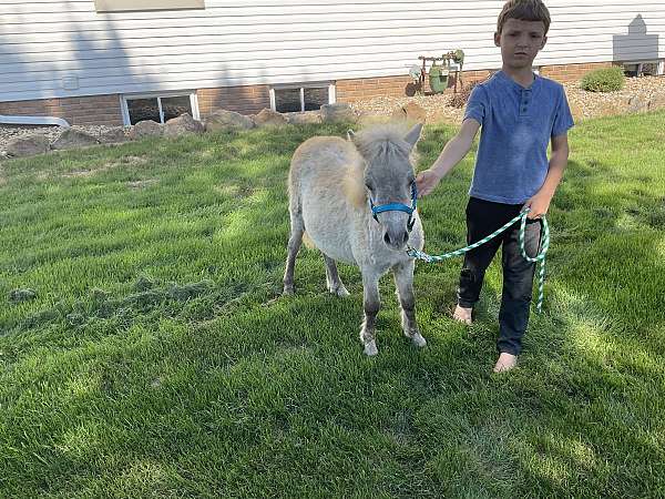 mini-miniature-horse