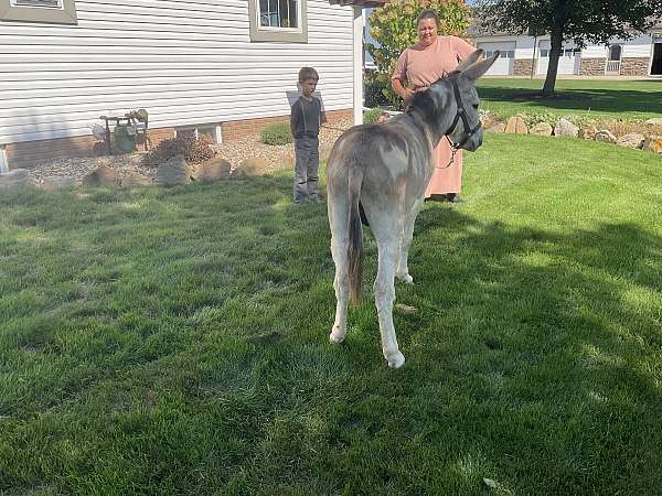 overo-halter-donkey