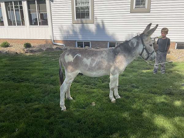 overo-husband-safe-donkey