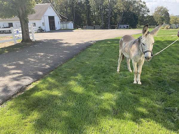 overo-kid-safe-donkey