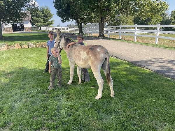 overo-lesson-donkey