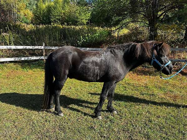 black-none-horse