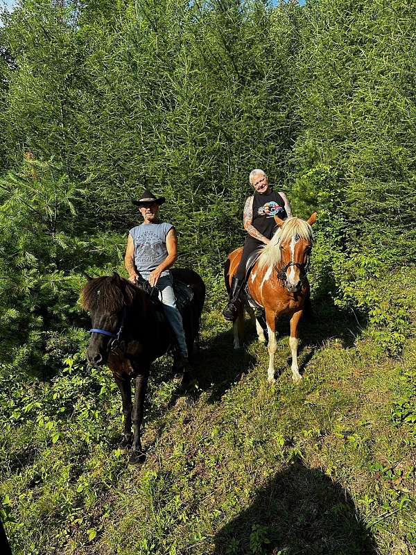 natural-horsemanship-training-icelandic-horse