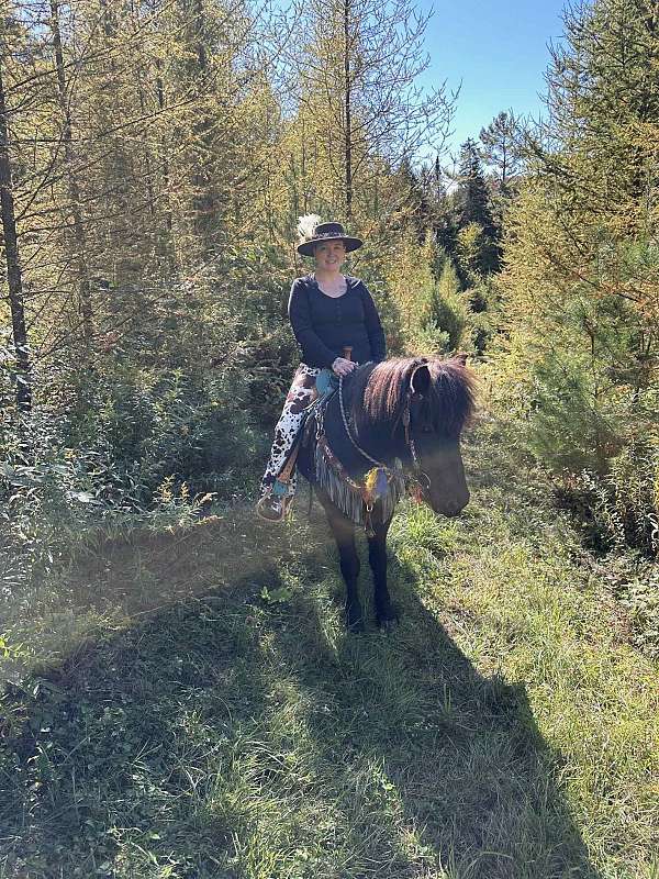 ridden-english-icelandic-horse