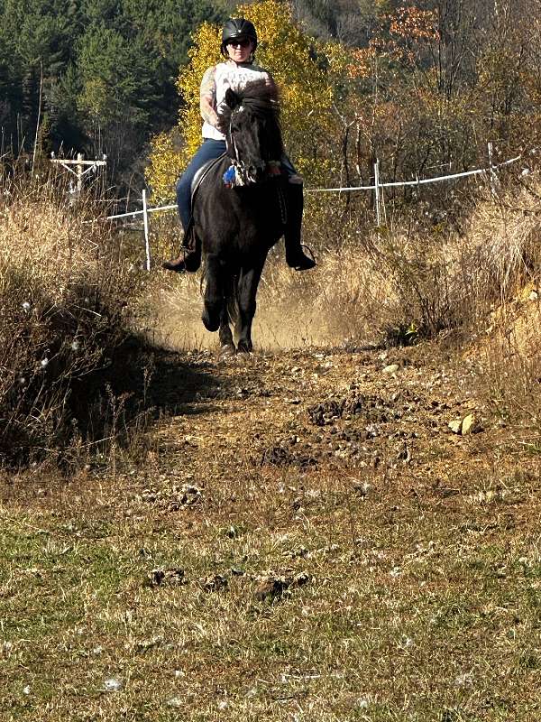 ridden-western-icelandic-horse