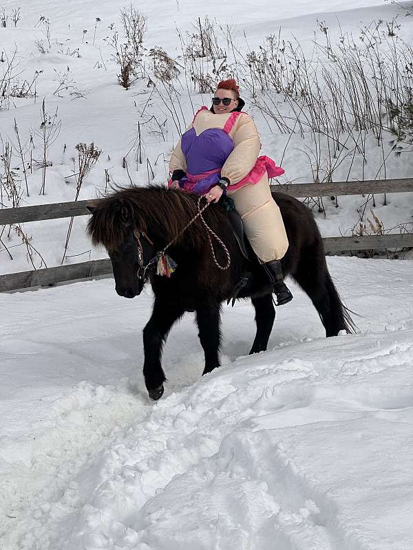 trail-riding-icelandic-horse