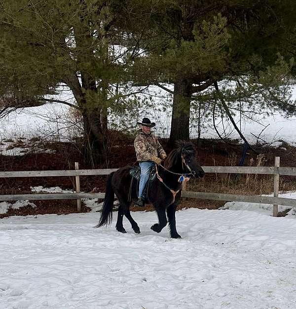 black-gaited-horse