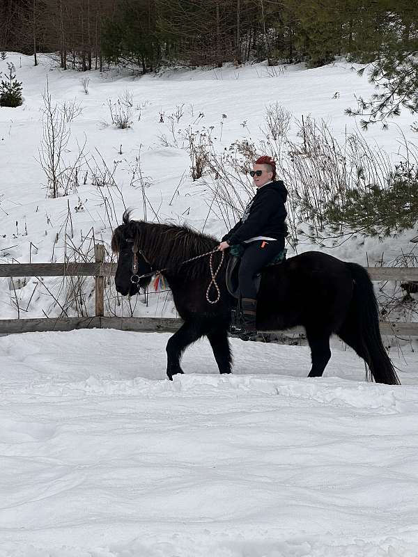 black-natural-horsemanship-training-horse