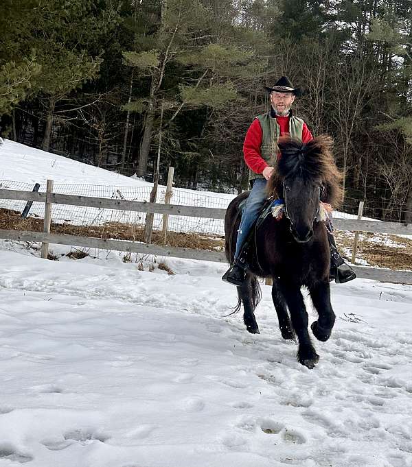 gaited-icelandic-horse