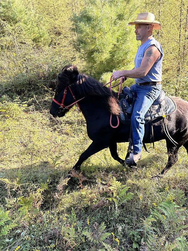 black-ridden-english-horse