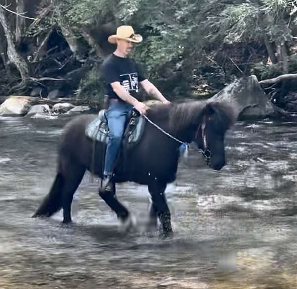 none-horse