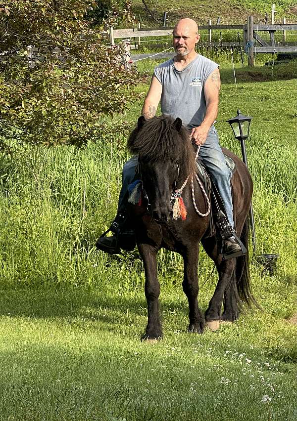 western-riding-icelandic-horse