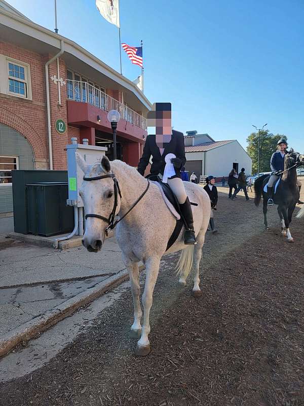 half-arabian-horse-for-sale