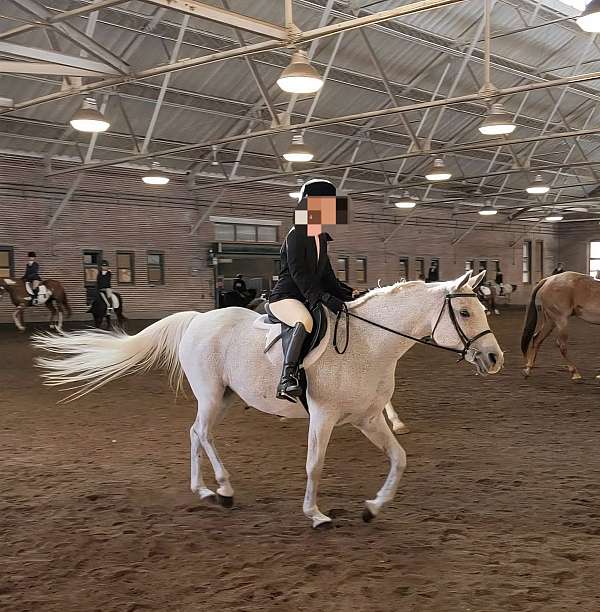 half-arabian-horse