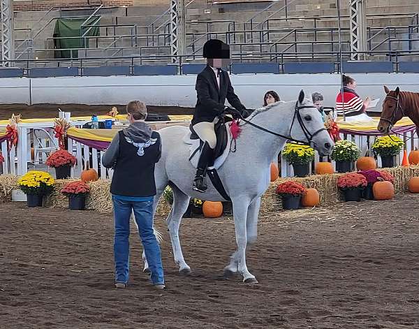 half-arabian-mare