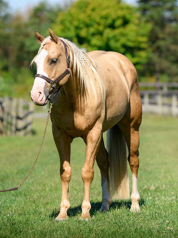 all-around-paint-horse