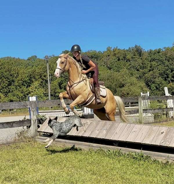english-pleasure-paint-horse